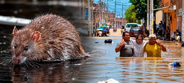 ALARMANTE LETALIDAD DE LEPTOSPIROSIS EN EL PERU